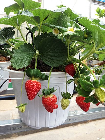 Rau, củ Đà Lạt lên đời thành cây cảnh chơi Tết