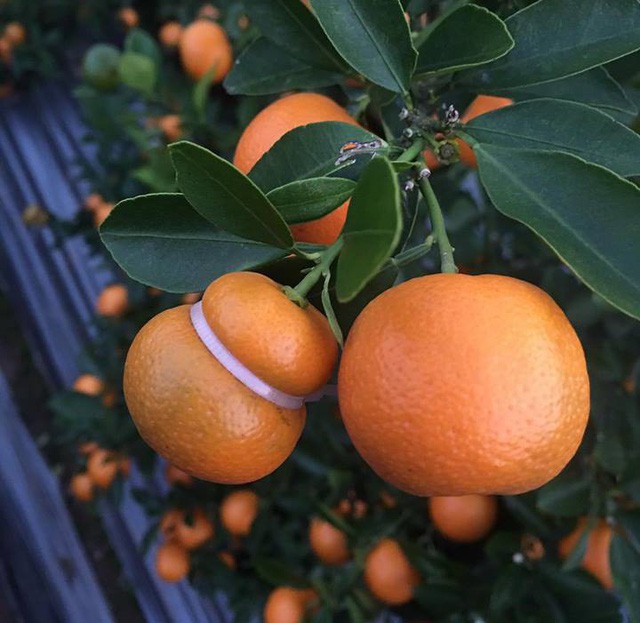 Rộ mốt quất hồ lô giá rẻ, chị em đổ xô sắm về trưng Tết