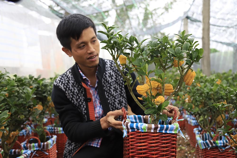 Lạ kỳ bàn tay Phật trên chậu cây mini, anh nông dân thu tiền tỷ