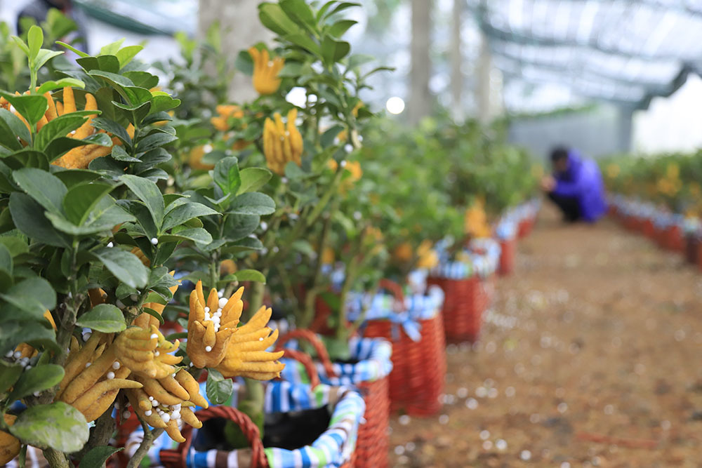 Lạ kỳ bàn tay Phật trên chậu cây mini, anh nông dân thu tiền tỷ