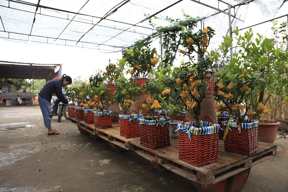 Lạ kỳ bàn tay Phật trên chậu cây mini, anh nông dân thu tiền tỷ