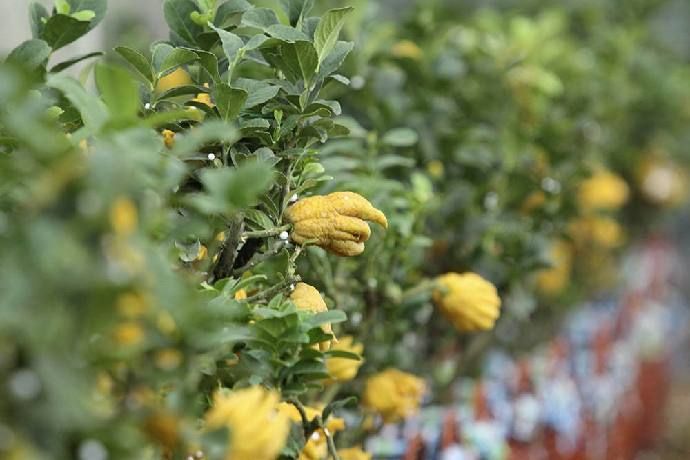 Lạ kỳ bàn tay Phật trên chậu cây mini, anh nông dân thu tiền tỷ