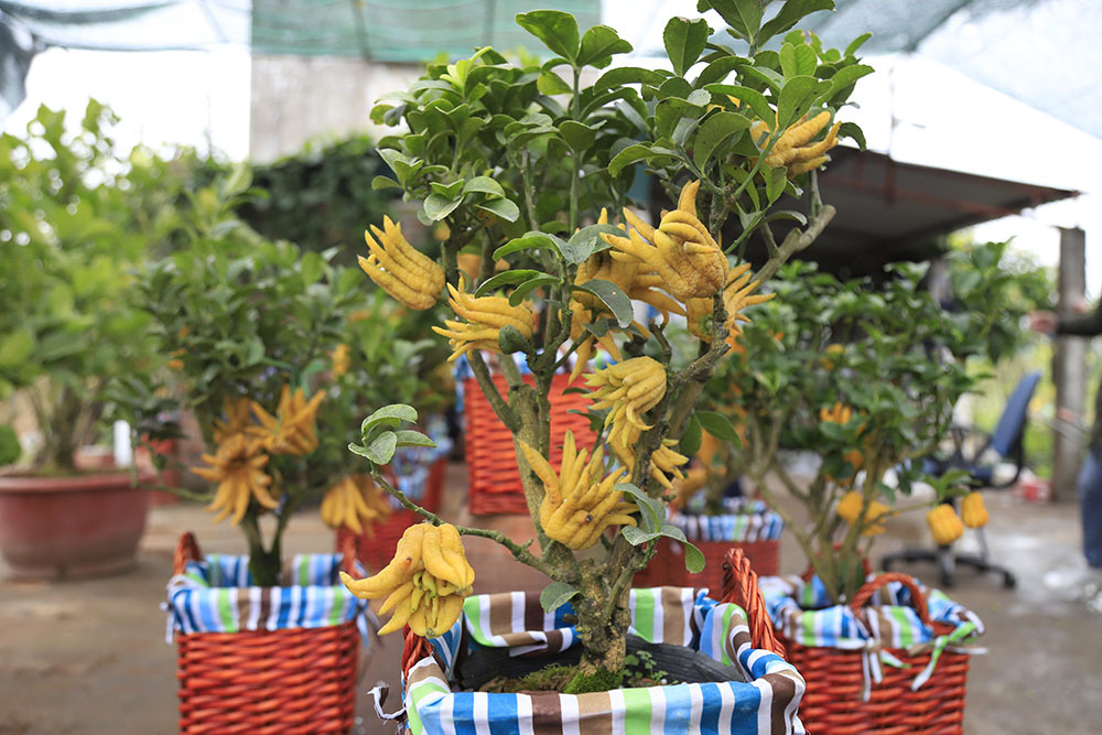 Lạ kỳ bàn tay Phật trên chậu cây mini, anh nông dân thu tiền tỷ