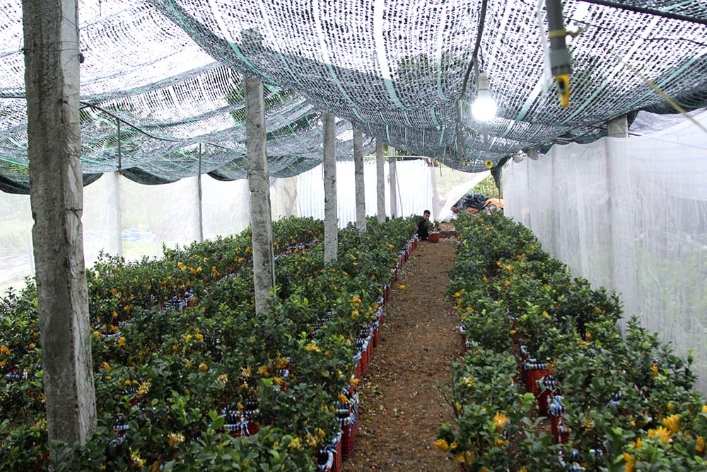 Lạ kỳ bàn tay Phật trên chậu cây mini, anh nông dân thu tiền tỷ