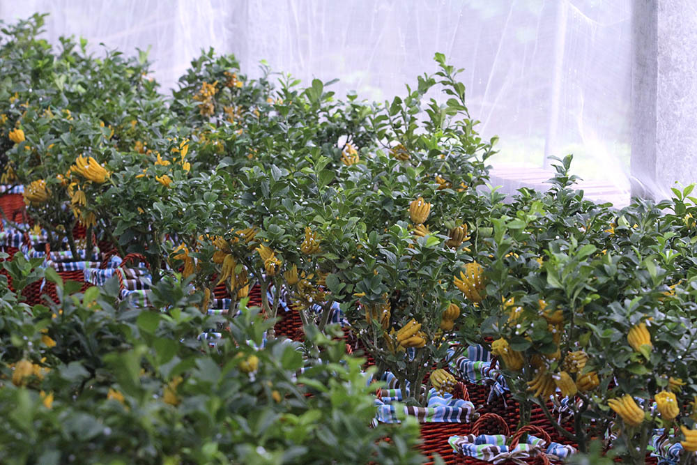 Lạ kỳ bàn tay Phật trên chậu cây mini, anh nông dân thu tiền tỷ