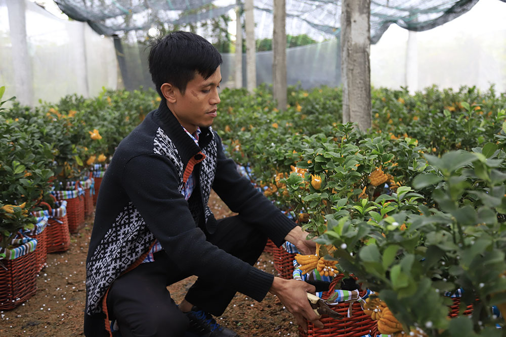 Lạ kỳ bàn tay Phật trên chậu cây mini, anh nông dân thu tiền tỷ