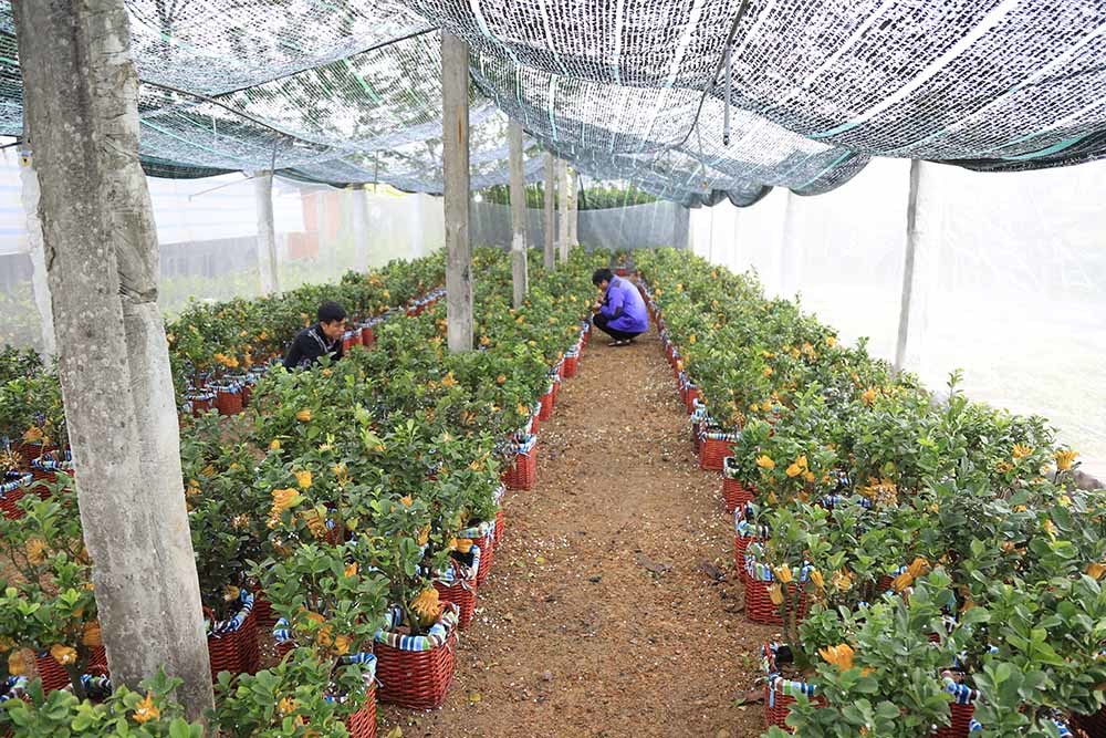 Lạ kỳ bàn tay Phật trên chậu cây mini, anh nông dân thu tiền tỷ