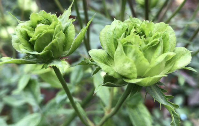 Tết này, giới chơi cây lại sốt xình xịch với loại hoa hồng có màu xanh như lá