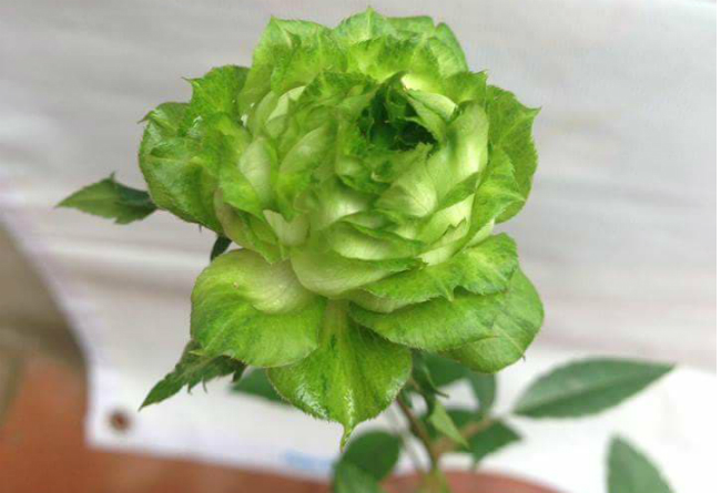 Tết này, giới chơi cây lại sốt xình xịch với loại hoa hồng có màu xanh như lá