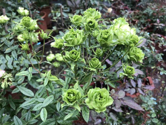 Tết này, giới chơi cây lại sốt xình xịch với loại hoa hồng có màu xanh như lá