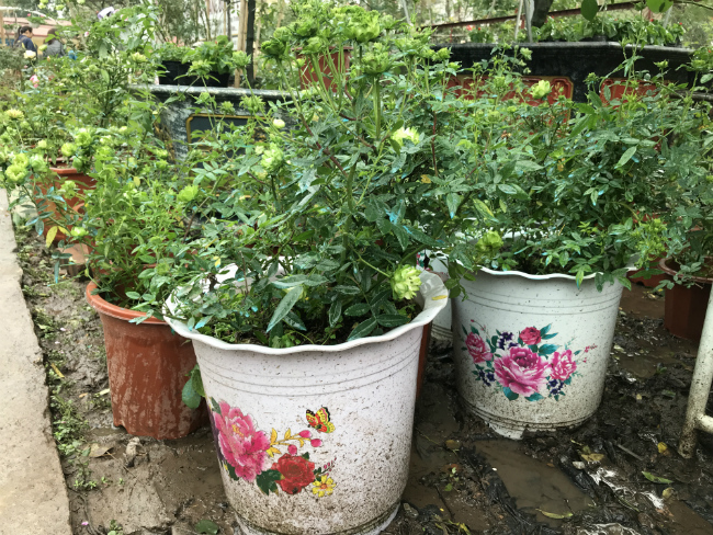 Tết này, giới chơi cây lại sốt xình xịch với loại hoa hồng có màu xanh như lá