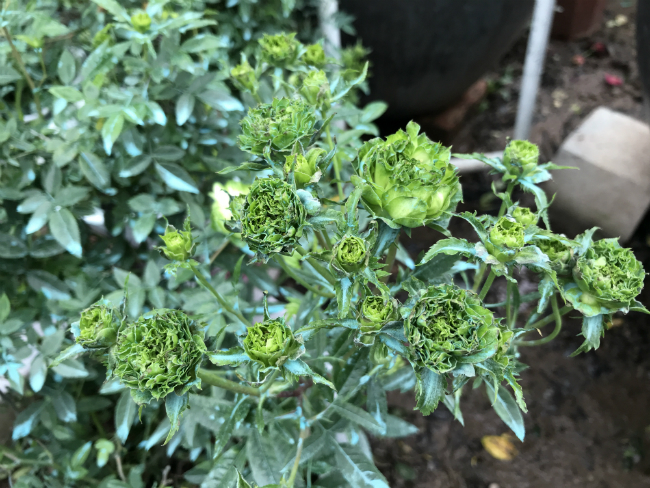 Tết này, giới chơi cây lại sốt xình xịch với loại hoa hồng có màu xanh như lá