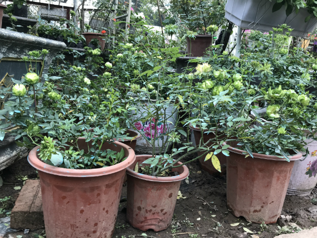 Tết này, giới chơi cây lại sốt xình xịch với loại hoa hồng có màu xanh như lá