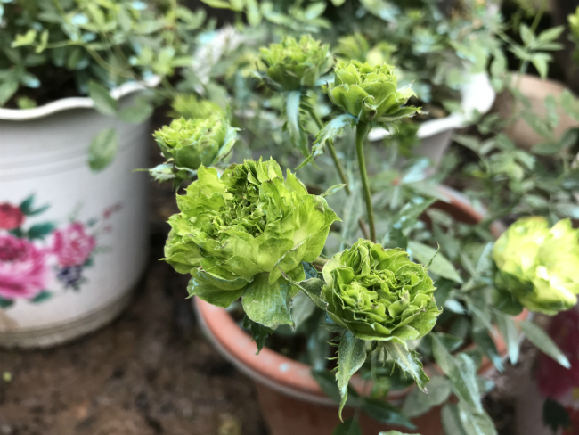 Tết này, giới chơi cây lại sốt xình xịch với loại hoa hồng có màu xanh như lá