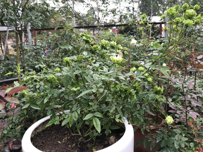 Tết này, giới chơi cây lại sốt xình xịch với loại hoa hồng có màu xanh như lá