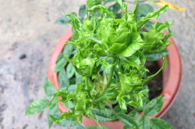 Tết này, giới chơi cây lại sốt xình xịch với loại hoa hồng có màu xanh như lá