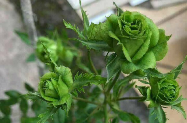 Tết này, giới chơi cây lại sốt xình xịch với loại hoa hồng có màu xanh như lá