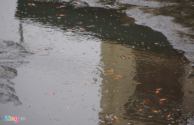 Làng cá chép nổi tiếng xứ Thanh trước ngày ông Táo về trời