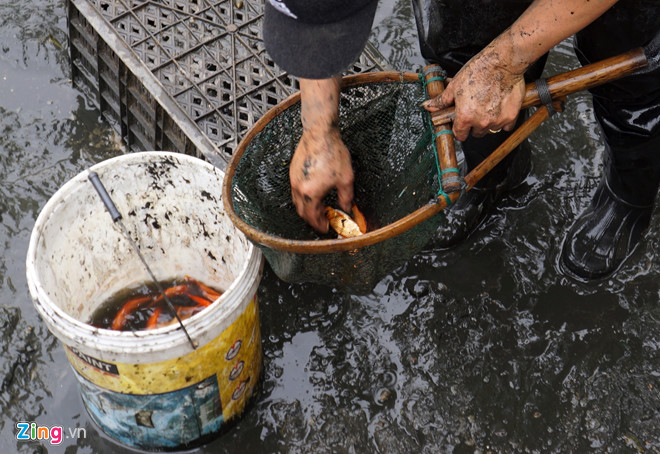 Làng cá chép nổi tiếng xứ Thanh trước ngày ông Táo về trời