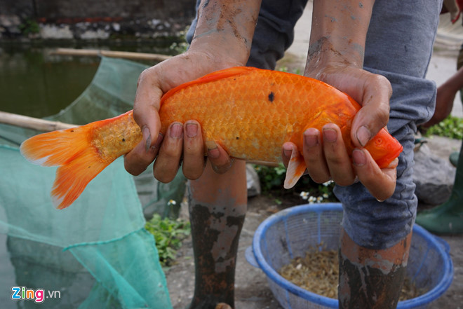 Làng cá chép nổi tiếng xứ Thanh trước ngày ông Táo về trời