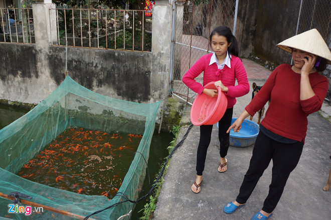 Làng cá chép nổi tiếng xứ Thanh trước ngày ông Táo về trời