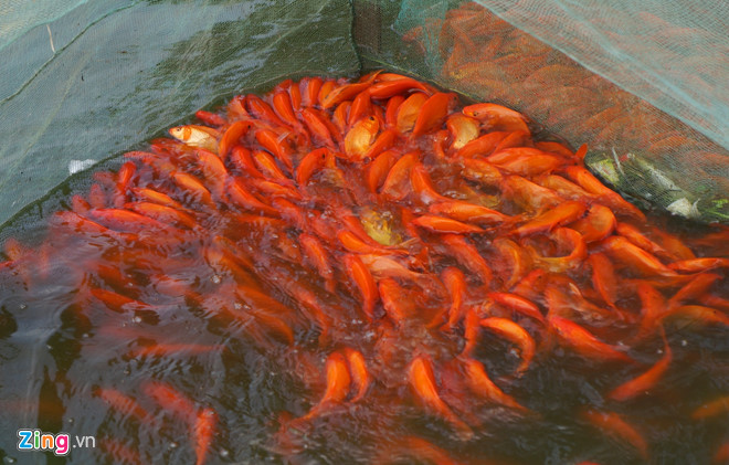 Làng cá chép nổi tiếng xứ Thanh trước ngày ông Táo về trời