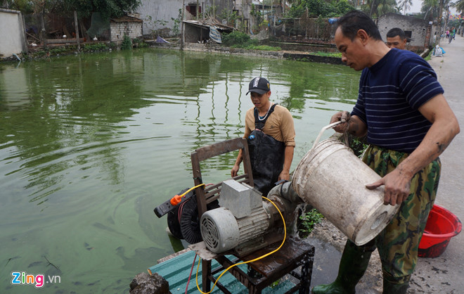 Làng cá chép nổi tiếng xứ Thanh trước ngày ông Táo về trời