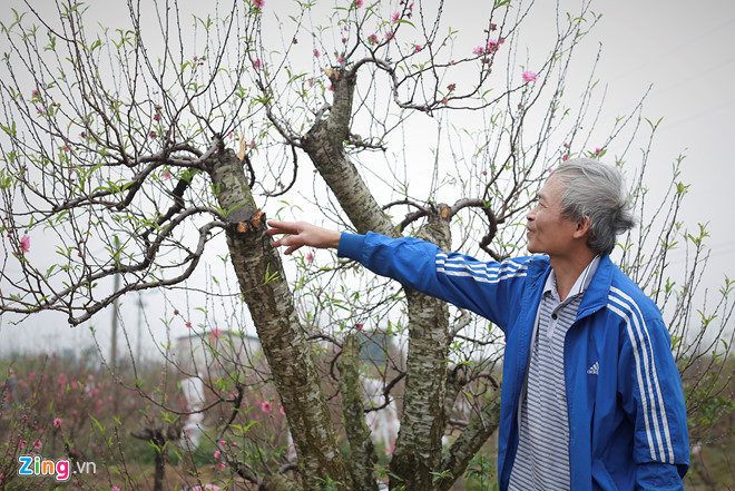 Công an tỉnh Bắc Ninh chỉ đạo điều tra vụ chặt phá đào trước Tết