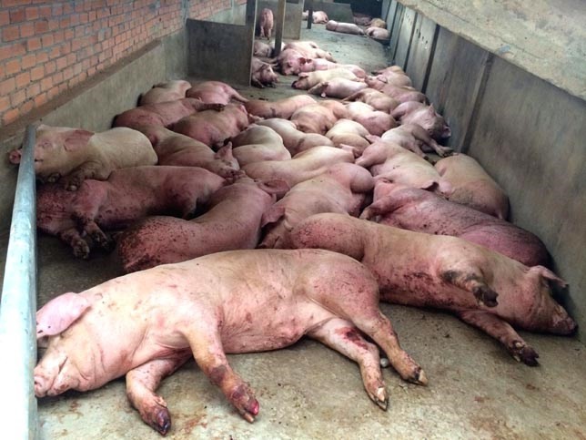 Dịch lở mồm long móng lan rộng khắp cả nước, chuyên gia cảnh báo cẩn thận rước bệnh đầu năm