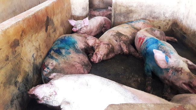 Dịch lở mồm long móng lan rộng khắp cả nước, chuyên gia cảnh báo cẩn thận rước bệnh đầu năm