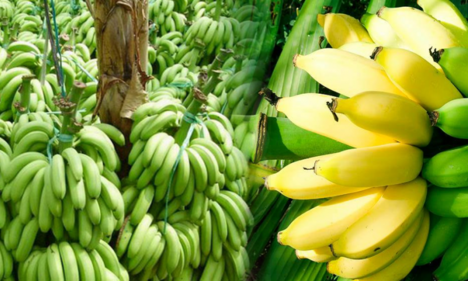 Nửa triệu đồng một buồng chuối dịp Tết