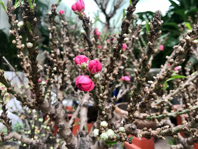 Thực hư đào mini Trung Quốc ngập chợ Việt hét giá tiền triệu