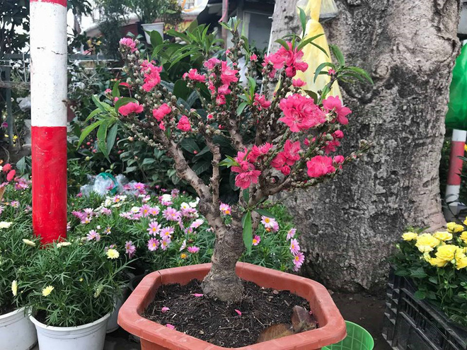 Thực hư đào mini Trung Quốc ngập chợ Việt hét giá tiền triệu