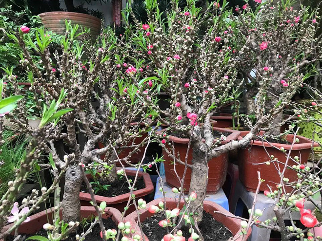 Thực hư đào mini Trung Quốc ngập chợ Việt hét giá tiền triệu