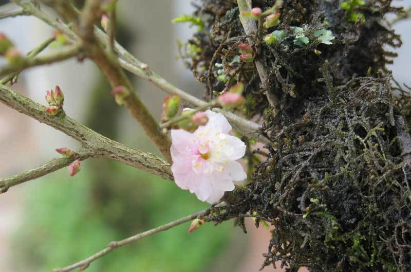 Nhất chi mai cổ đầy rêu mốc: Hàng hiếm, chắc giá 50 triệu