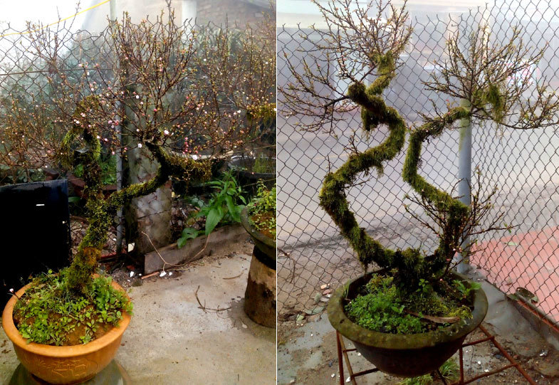 Nhất chi mai cổ đầy rêu mốc: Hàng hiếm, chắc giá 50 triệu