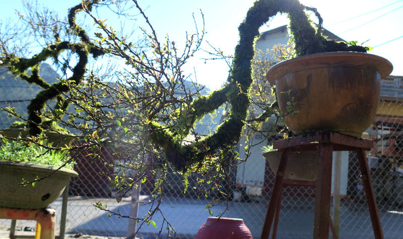 Nhất chi mai cổ đầy rêu mốc: Hàng hiếm, chắc giá 50 triệu