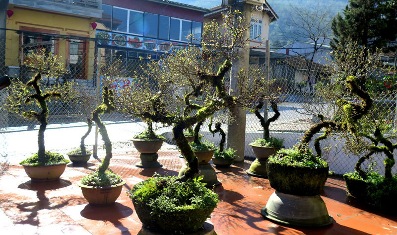 Nhất chi mai cổ đầy rêu mốc: Hàng hiếm, chắc giá 50 triệu