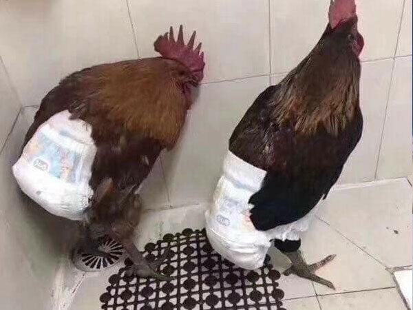 Nỗi lòng nhà thành phố khi được biếu gà quê ăn Tết - bức ảnh hot nhất MXH hôm nay