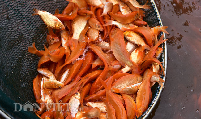 Ảnh: Nhộn nhịp làng sản xuất siêu xe chở ông Công ông Táo