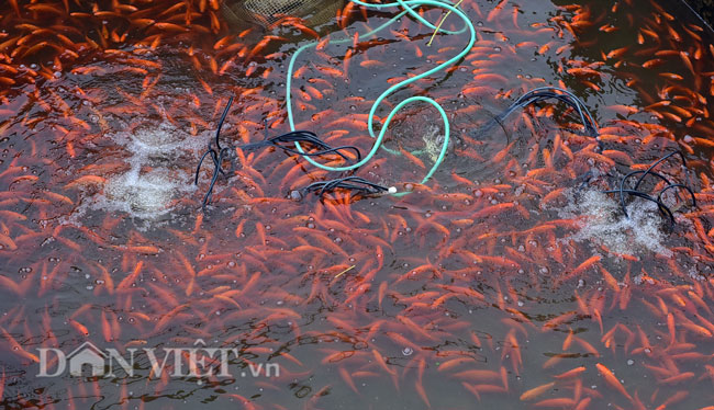 Ảnh: Nhộn nhịp làng sản xuất siêu xe chở ông Công ông Táo