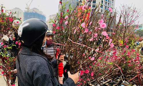 Cành đào nhỏ đắt hàng trước Tết