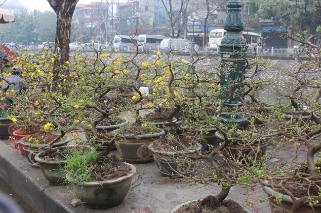 Tranh cãi cực gắt của dân mạng trước lời khuyên đừng đợi đến 30 mới mua hoa Tết