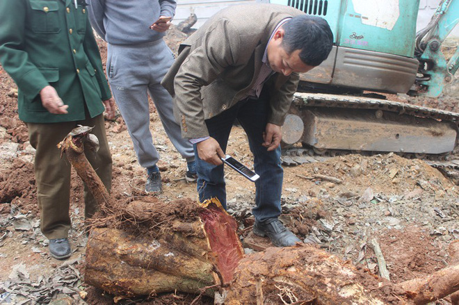 Chặt cây sưa trăm tỷ ở Hà Nội: Chẻ đôi khúc rễ, dân làng mất ngay chục tấn thóc