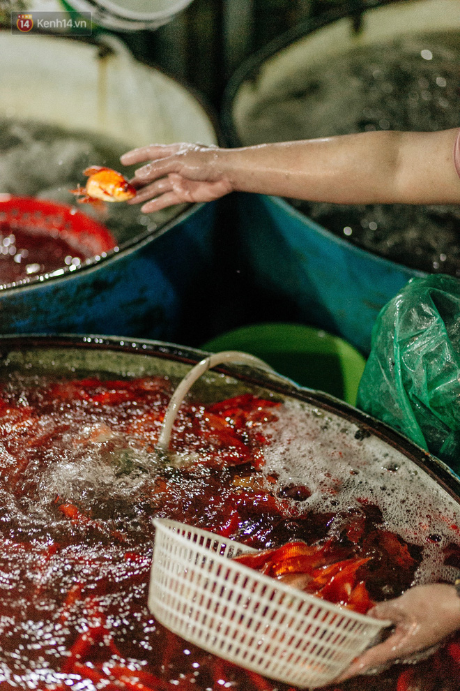 Video ảnh: Chợ cá lớn nhất Hà Nội nhộn nhịp từ tờ mờ sáng ngày tiễn ông Công ông Táo về trời