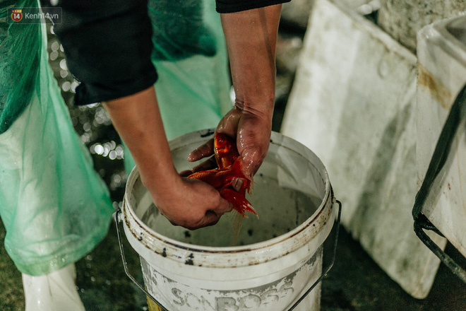 Video ảnh: Chợ cá lớn nhất Hà Nội nhộn nhịp từ tờ mờ sáng ngày tiễn ông Công ông Táo về trời