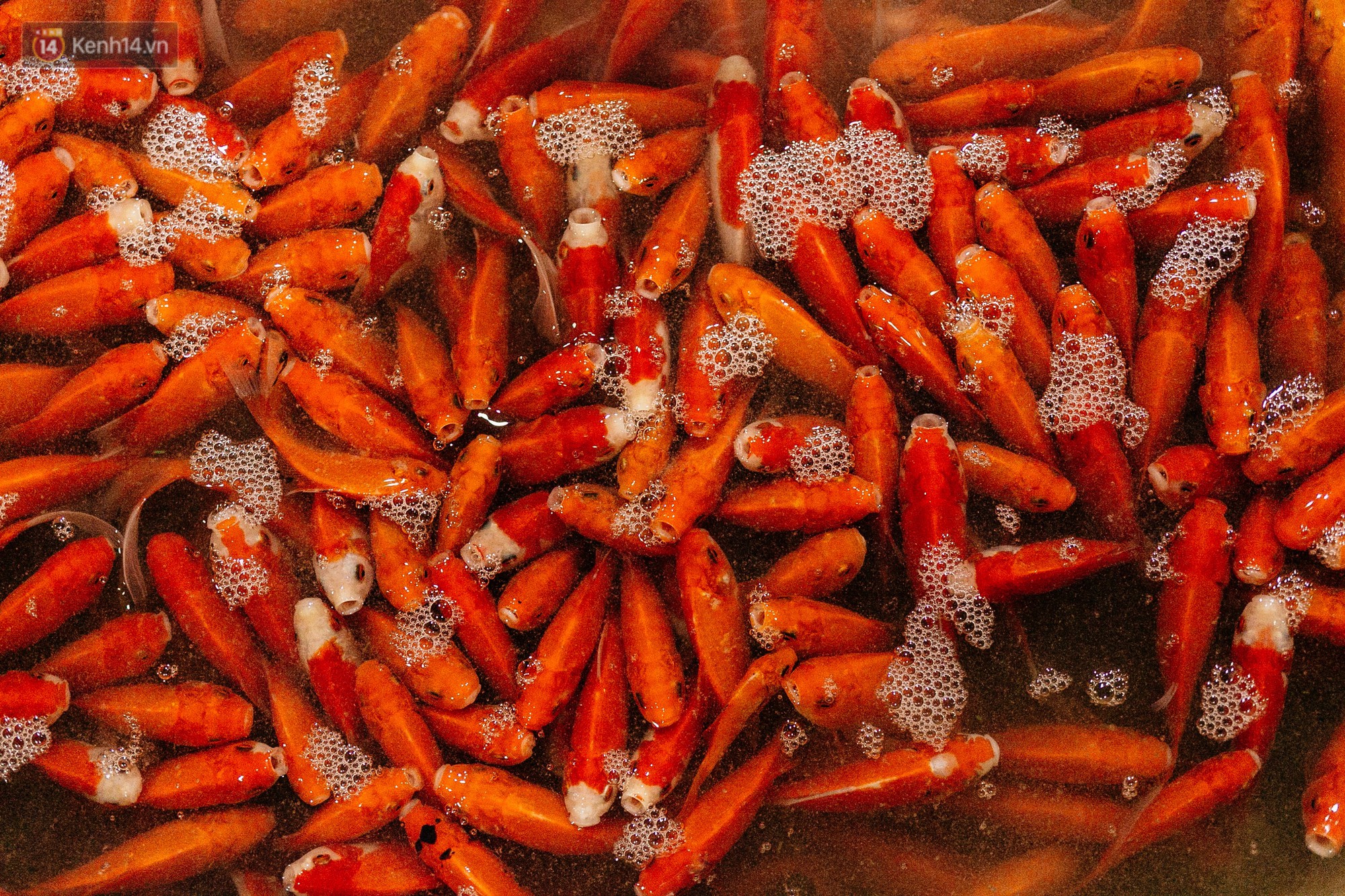 Video ảnh: Chợ cá lớn nhất Hà Nội nhộn nhịp từ tờ mờ sáng ngày tiễn ông Công ông Táo về trời