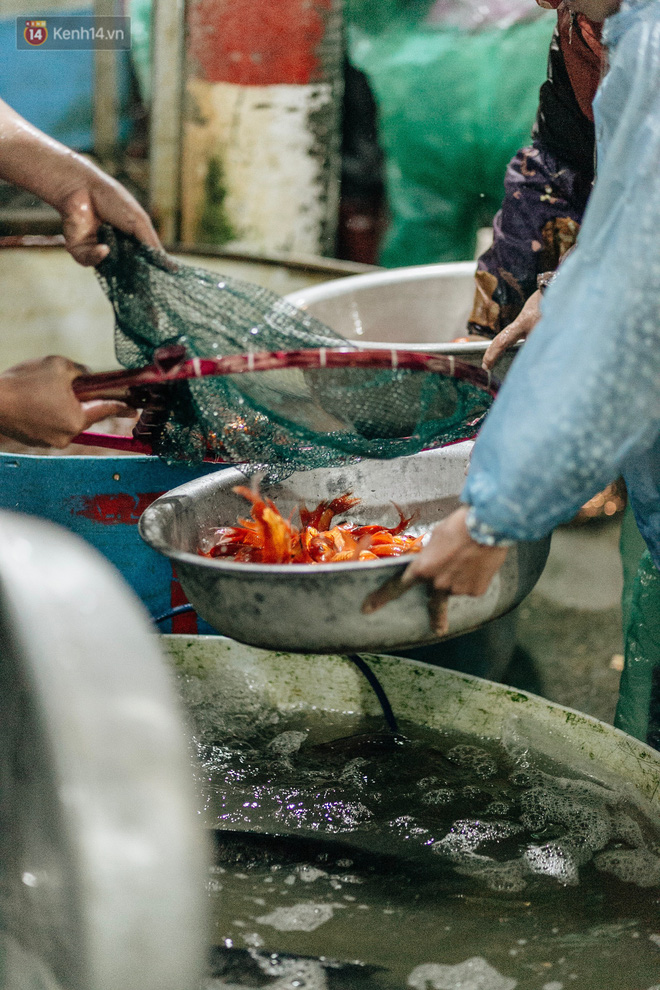 Video ảnh: Chợ cá lớn nhất Hà Nội nhộn nhịp từ tờ mờ sáng ngày tiễn ông Công ông Táo về trời