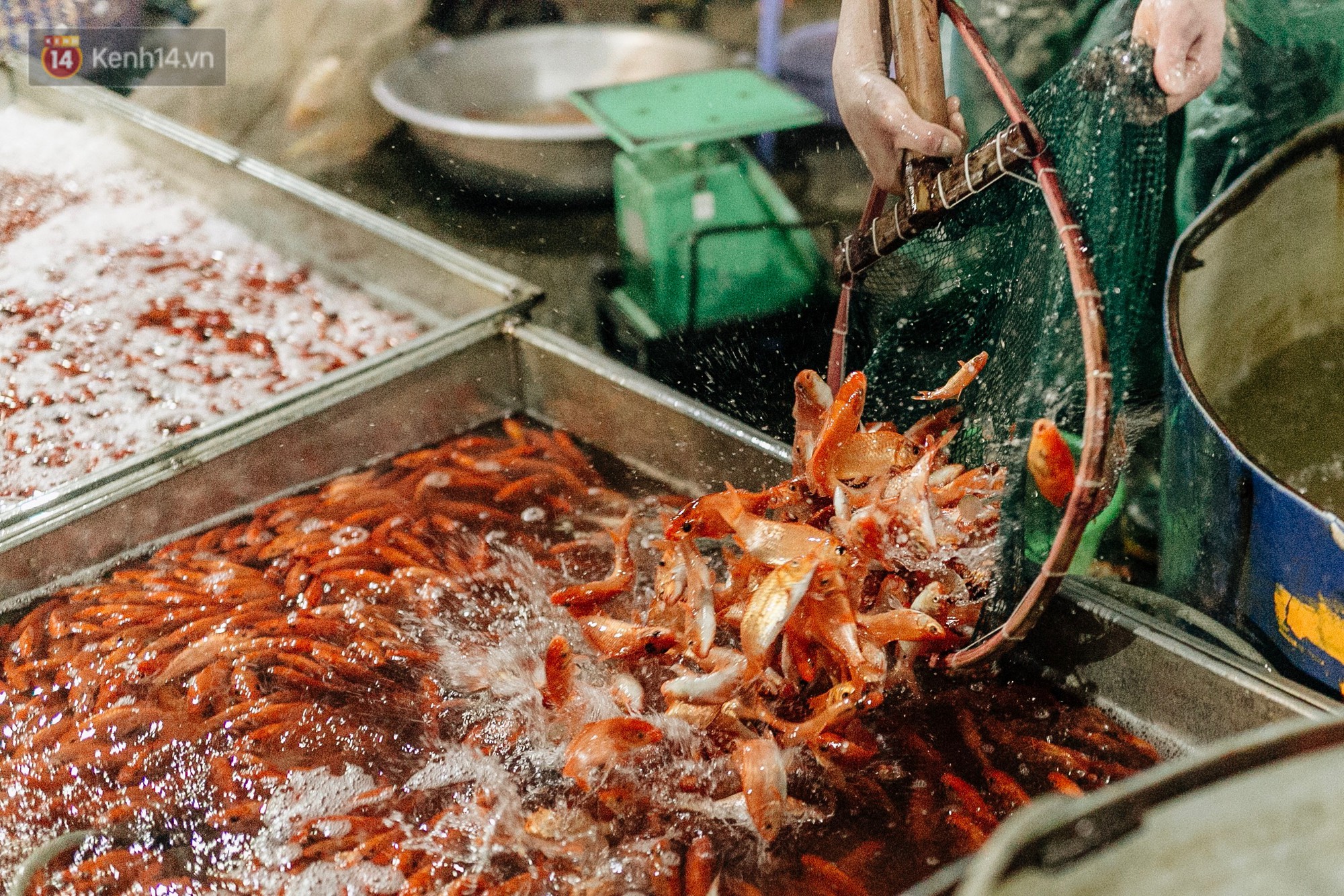 Video ảnh: Chợ cá lớn nhất Hà Nội nhộn nhịp từ tờ mờ sáng ngày tiễn ông Công ông Táo về trời