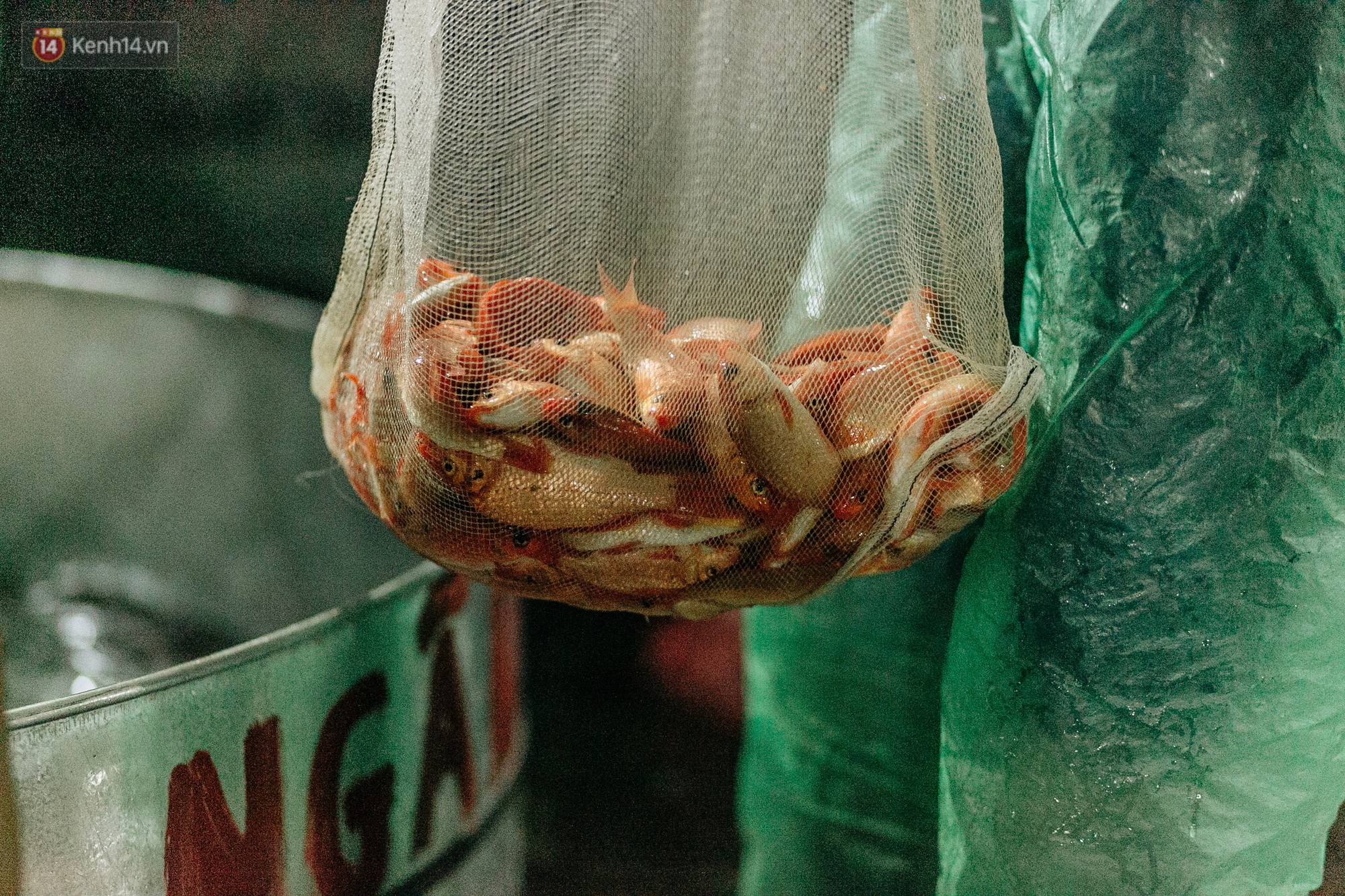 Video ảnh: Chợ cá lớn nhất Hà Nội nhộn nhịp từ tờ mờ sáng ngày tiễn ông Công ông Táo về trời